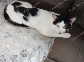 2 year old male cat