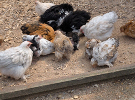 Pekin bantam female growers/hen