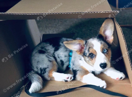 Title: Adorable Pembroke Welsh Corgi Puppy for Sale