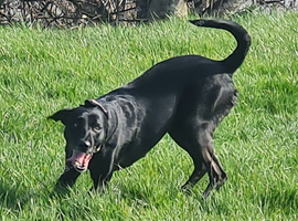Female border collie seeking stud