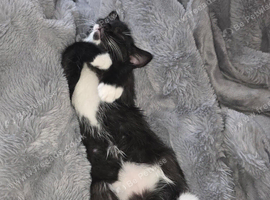 Kitten boy Zoro