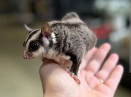 Breeding pair of sugar gliders