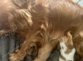 Kennel club registered Blenheim male