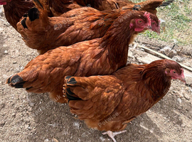 Rhode Island Red hens x6 in the first lay