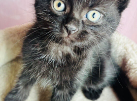 Beautiful Kittens for Sale