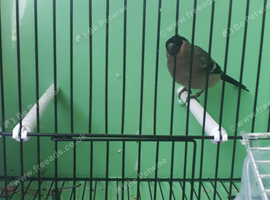 2025 British Bullfinch Hen