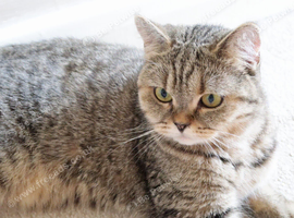 ACTIVE female british shorthair