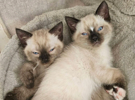 Beautiful kittens male