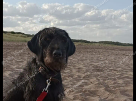 Labradoodle looking for new home