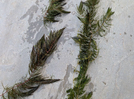 Large amounts of Ceratophyllum (Hornwort) for sale.