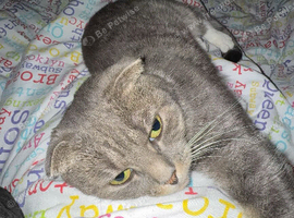 cat 3 years