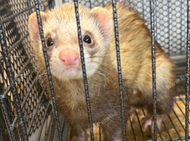 1 year old sandy/colored hob