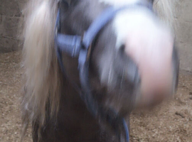 We are selling are beautiful boy