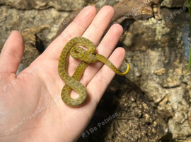 Gold Phase Cat Eyed Snakes at Birmingham Reptiles