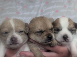 Pom-chi babies seeking forever homes