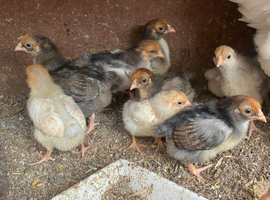 Windot chicken baby