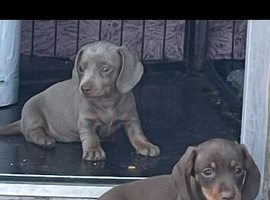 Isabella and tan miniature dachunds