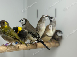Owl finches