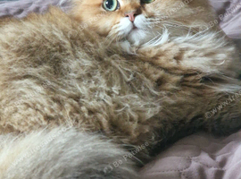 2 british longhair girls