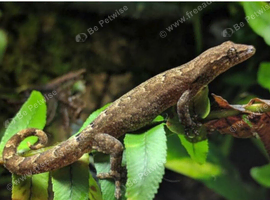 3 mourning geckos