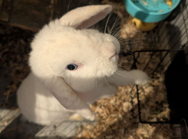 mini loop rabbit