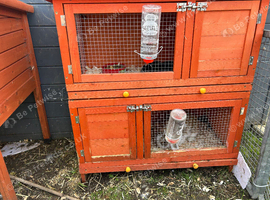 Mini lops for sale