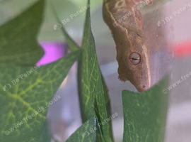 Lillywhite tricolour pinstripe crestie baby