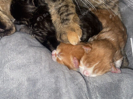half mainecoon / ragamuffin kittens