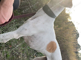 Saluki x lurcher reserve your pups now
