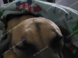 7month old female