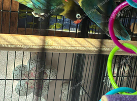 Black faced Fischer lovebirds