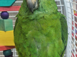 Stunning Tame talks Yellow crowned Amazon