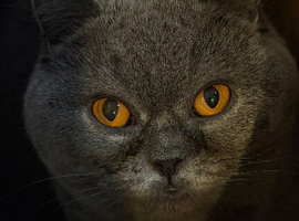 Beautiful Grey Cat &ldquo;Leona&rdquo; with Stunning Amber Eyes &ndash; Looking for a Loving Home