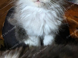 Kittens ready for forever home next week