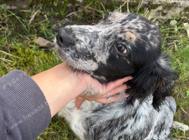 Spaniel 6 months old