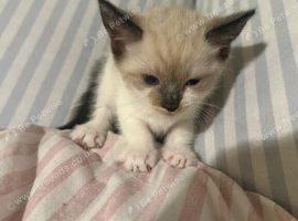 6 kittens boy and girls