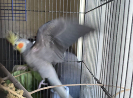 Cockatiel with cage