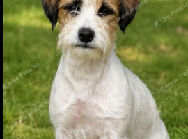 6 month old Jack Russell male