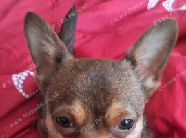 Tea cup chihuahua