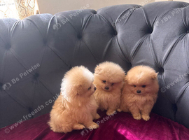 Stunning Pomeranian Pups (teddy bear)