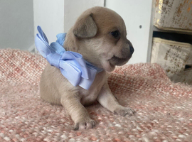 Chihuahua puppies 1 boy ,1 girl left.