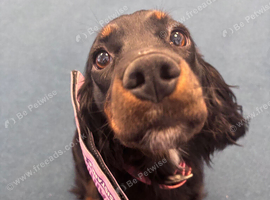 Cocker spaniel for sale