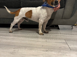 Proven miniature Jack Russell stud