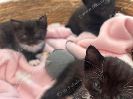Three beautiful playfully kittens