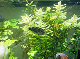 6 Colomesus asellus (South American pufferfish)