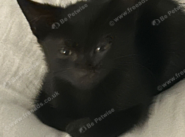 Kitten