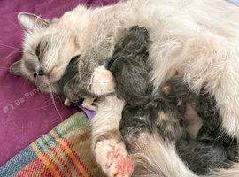 6 fluffy, beautiful, RAGCOON kittens for sale