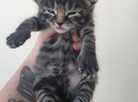 Gorgeous kittens
