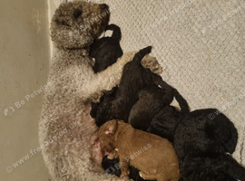 Bedlington Terrier pups for sale