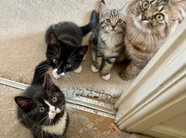 4x Kittens for sale